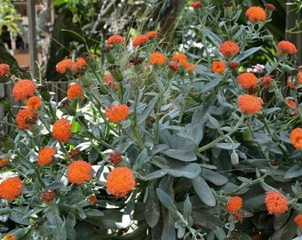 Scarlet Kleinia - Kleinia fulgens - Orange Thistle - 5+ seeds (W 023)