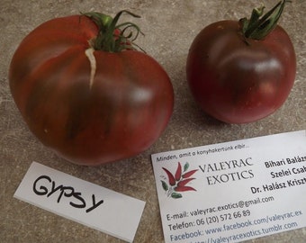 Gypsy Tomato - 5+ Seeds - Dark Brown - Mahogany Red Tomato! P 439