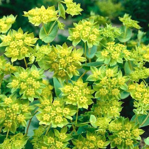Hare&#39;s Ear - Bupleurum rotundifolium - 10+ seeds - F 255