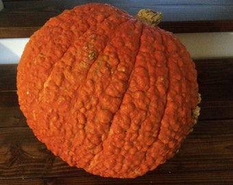 Red Warty Thing Pumpkin - 10+ seeds - (C 023)