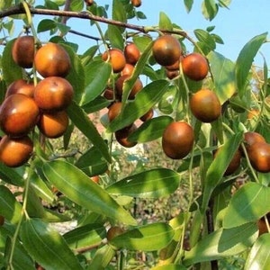 Indiase jujube - Ziziphus mauritiana - Filzblättrige Jujube - 5+ zaden - Gx 130