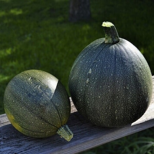Può includere: Due zucchine verdi, una più grande dell'altra, sono appoggiate su una superficie di legno invecchiato. Le zucchine hanno una buccia irregolare e testurizzata.