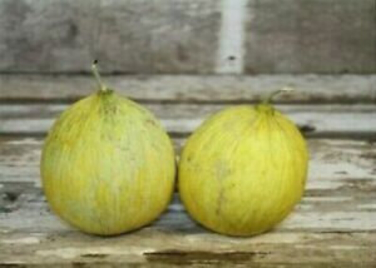 Golden Beauty Casaba Honeymelon Melon 10 Seeds Cm 028 Etsy