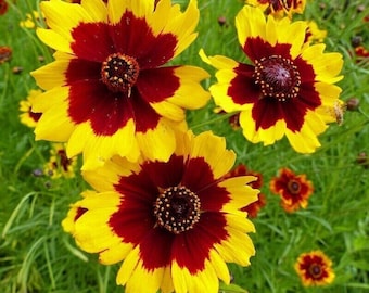 Coreopsis de llanuras - Coreopsis tinctoria - 25+ semillas - Z 110