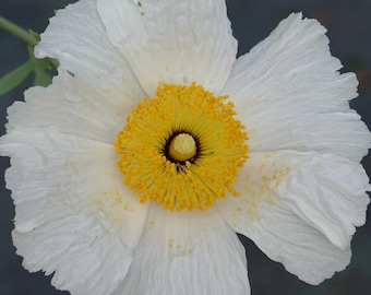 Cloudberry 5 seeds G 004 - Etsy 日本