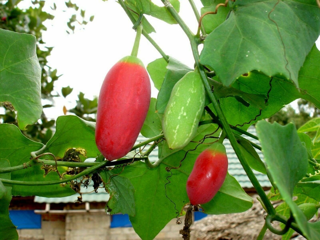 Semi Di Tindora / Kundru - Zucca Edera (Coccinia Grandis) - 10+ Semi - Valeyrac Exotics