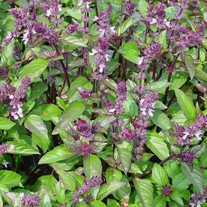 Basil 'Clove Scented', Ocimum basilicum, 10 seeds F 053