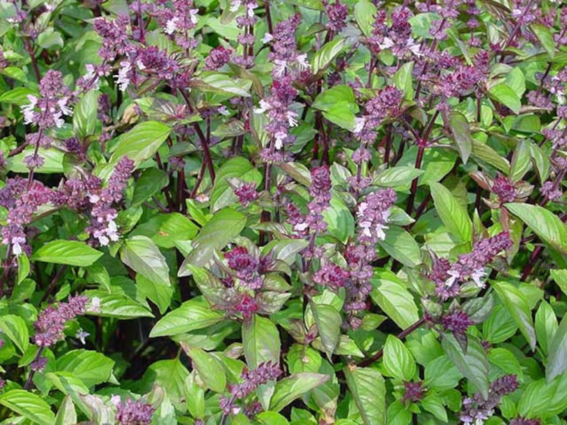 Basil 'clove Scented' Ocimum Basilicum 20 Seeds F Etsy Canada