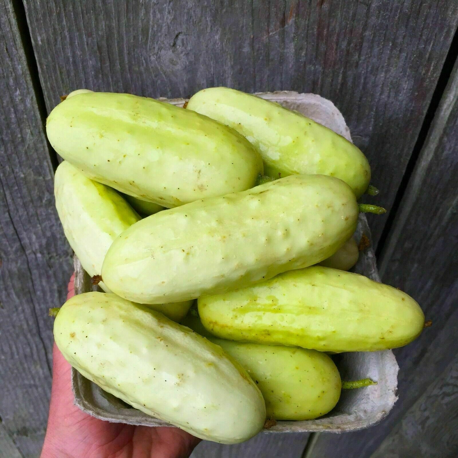 Cetriolo giallo 'Crystal Lemon' (Cucumis sativus
