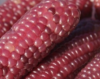 Baby Fingers Pink Popcorn - Puffmais - Rosa Fingerchen - 10+ Samen - Zm 076  - Etsy.de