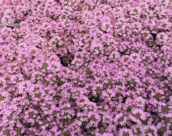 Wild Creeping Thyme, Thymus serpyllum 25 seeds (F 074)