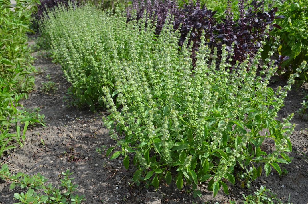 Lemon Basil 'mrs. Burns', Ocimum Basilicum Var. Citriodora, 20 Seeds F ...