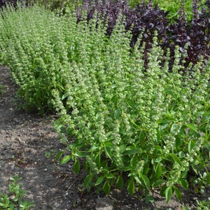 Lemon Basil 'Mrs. Burns', Ocimum basilicum var. citriodora, 10 seeds F 048
