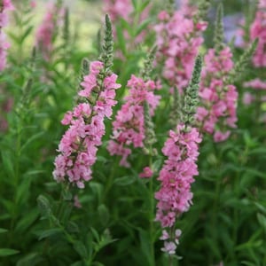 Lythrum Salicaria Wildflower perennial Purple Loosestrife 23 000 SEEDS Lythrum Salicaria Wildflower perennial Purple Loosestrife 23 000 SEEDS