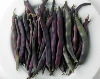 Purple Pod Bean - Phaseolus vulgaris - 5+ seeds - H 106