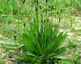 Narrow-leaved plantain, Plantago lanceolata 50 seeds (E 040)