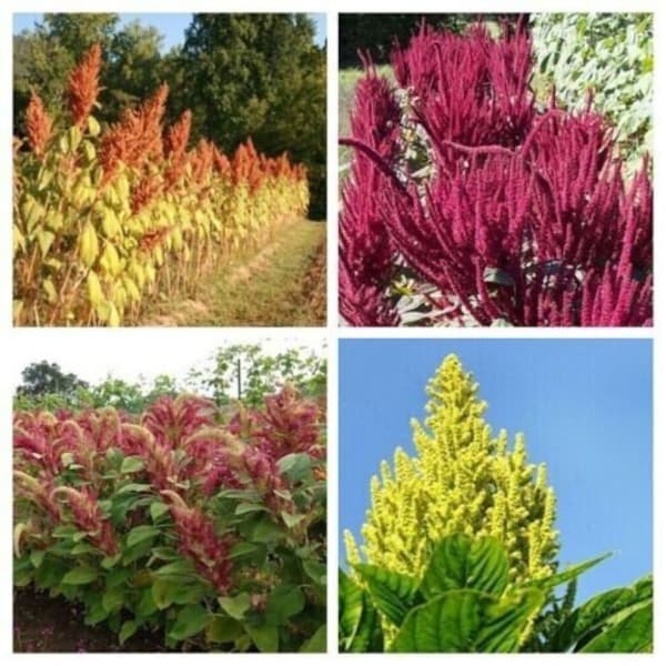 Amaranth PACKAGE II - SORTIMENT - 4 variety - 400+ seeds - V 111