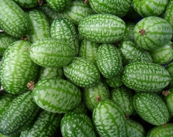 Cucamelon, Melothria scabra 10 Samen (Cu 001)