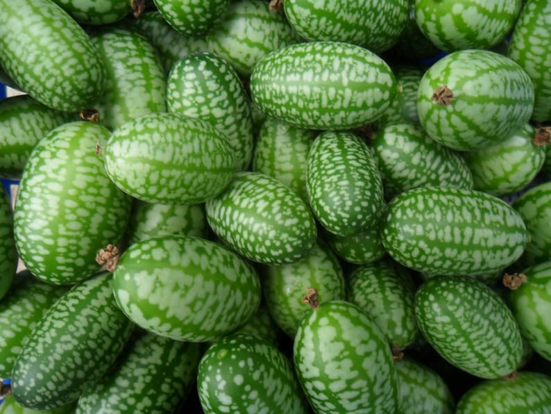 Cucamelon Melothria scabra 10 seeds Etsy