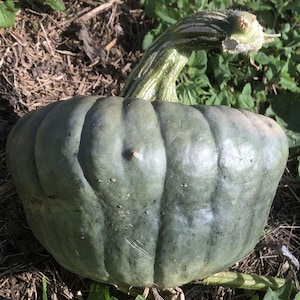 Queensland Blue squash - pumpa 5 frön - C 098