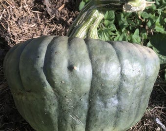 Queensland Blue squash - zucca 5 semi - C 098