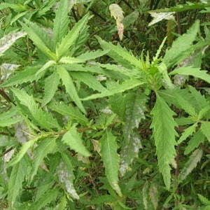 Epazote - 25+ Samen - Dysphania ambrosioides - Jesuit Tea F 032