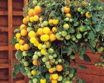 Tumbling Tom Yellow Tomato - Traffic Light Tomato - 5+ seeds - P 168