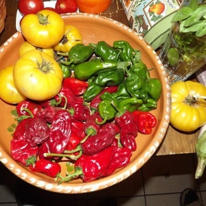 Könnte beinhalten: Eine Terrakotta-Schale gefüllt mit roten, grünen und gelben Paprikaschoten. Die Schale steht auf einem Holztisch. Auf dem Tisch liegen eine grüne Aubergine und eine gelbe Paprika.