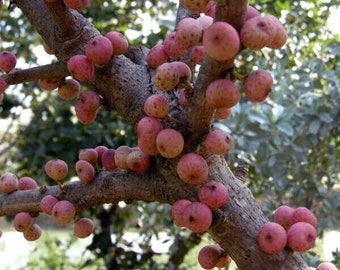 Drooping fig - Wedgeleaf fig - Ficus semicordata - 50+ seeds – Gx 079
