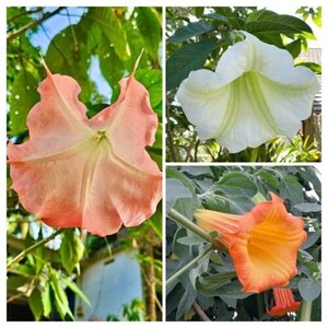 May include: Three trumpet-shaped flowers in different colors: a light pink flower, a white flower, and an orange flower. The flowers are all in bloom and have a delicate, trumpet-like shape.