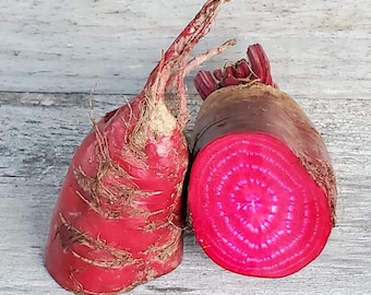 Mangelbeet / Fodder beet Rouge d'Eckendorf - 25 seeds R 174