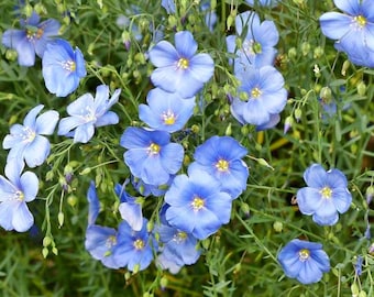 Lin - Lin - Linum usitatissimum - Plus de 100 graines - He 038