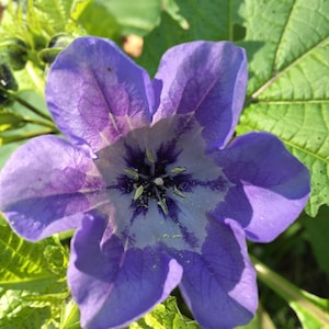 Może przedstawiać: Zbliżenie na fioletowy kwiat z białym środkiem i żółtym pyłkiem. Kwiat otoczony jest zielonymi liśćmi.