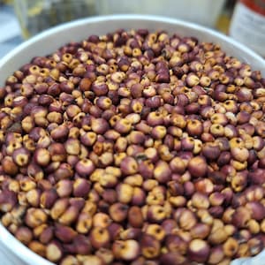 Coral sorghum - heirloom from South Sudan - Sorghum bicolor - 100 Seeds - Am 116