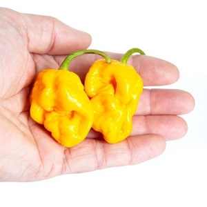 Könnte beinhalten: Zwei leuchtend gelbe Habanero-Paprikaschoten in einer Hand. Die Paprikaschoten haben eine runzelige Textur und sind leuchtend gelb.