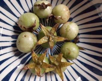 Haartomate - Solanum habrochaites - 5+ Samen - So 097