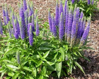 Spiked Speedwell - Veronica spicata - 50 semillas (E 206)