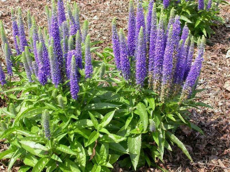 Spiked Speedwell Veronica Spicata 500 Seeds E 206 Etsy