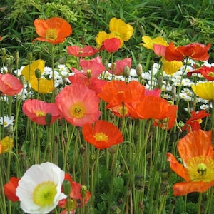 Islandmohn Mix - 100+ Samen - WUNDERSCHÖNE BLUMEN! Z 081
