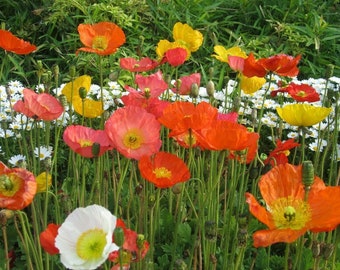 Iceland Poppy Seed Mix - 25+ seeds - BEAUTIFUL FLOWERS! Z 081