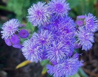 Flossflower Blue Ball - Ageratum houstonianum - 50+ Samen - Samen - Z 146