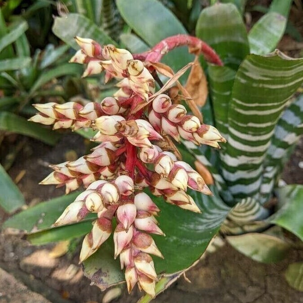 Panaman Bromeliad - Aechmea pubescens - Bromelie - 5+ Seeds - Samen - W 197