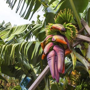 May include: A banana plant with large green leaves and a cluster of unripe bananas. The plant has a vibrant purple and orange flower, and is supported by wooden beams. The image is taken in natural light.