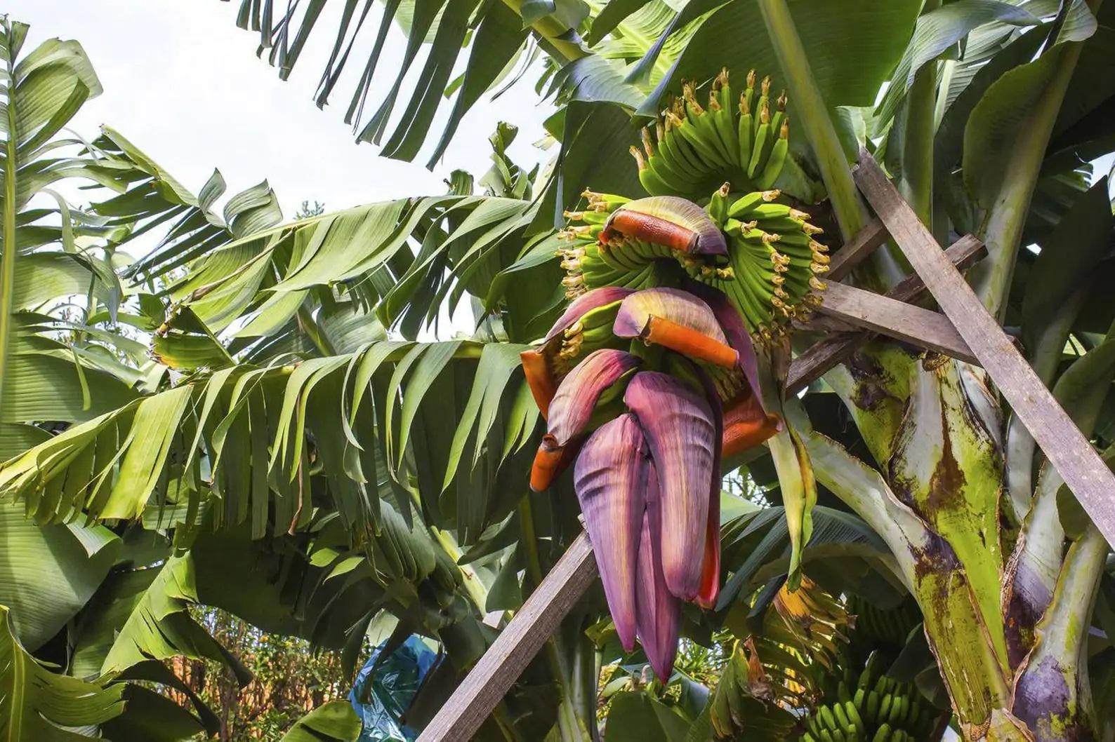 Bonsai banana tree - Etsy.de