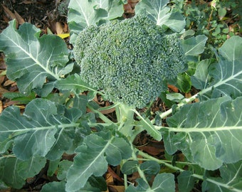 Broccoli Green Sprouting - 100+ Samen - B 091
