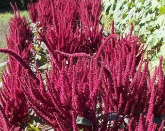 Amaranth Népalaise - Amaranthus Cruentus - 25+ Samen - Am 054