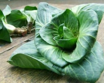 Chicory Grumolo Verde - 100+ seeds - L 155