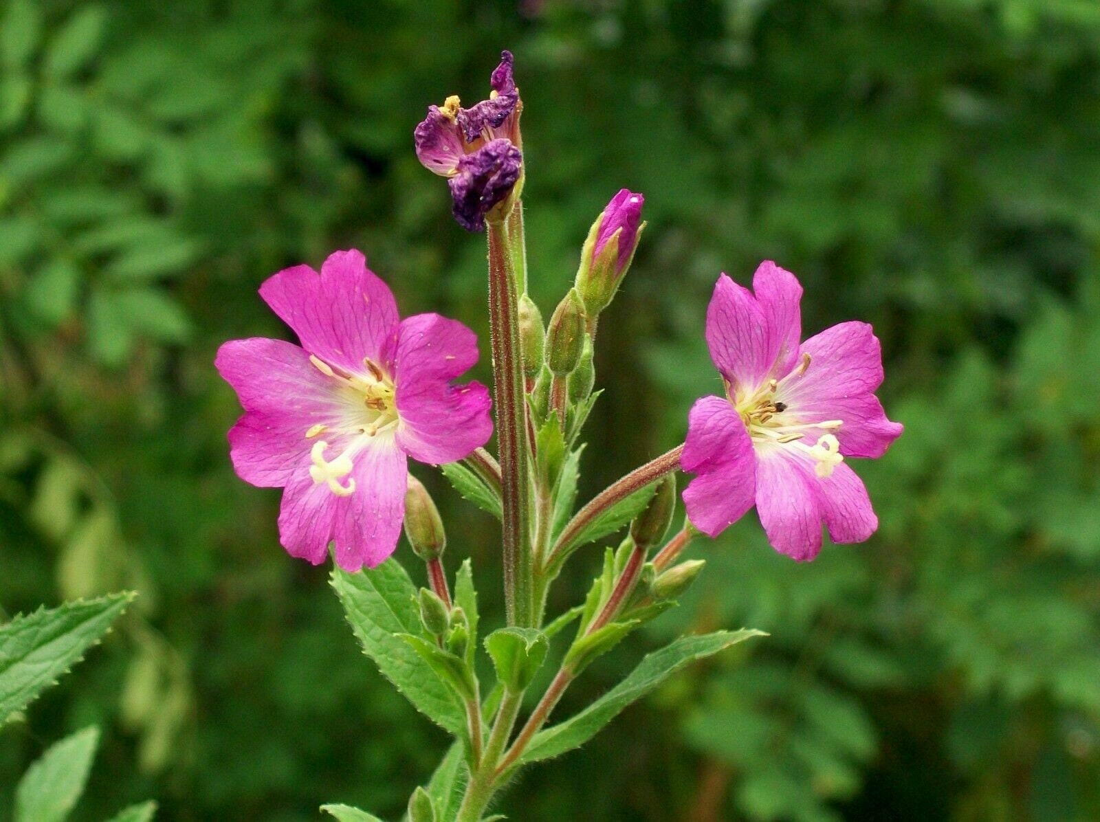 Great Hairy Willowherb - Epilobium hirsutum - 10 seeds - E 246