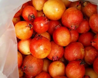 Guava alla fragola dell'alba delle Azzorre - Psidium cattleyanum - 5+ semi - Gx 061