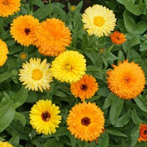 Op de afbeelding: Een close-up van een verscheidenheid aan oranje, gele en crèmekleurige calendula-bloemen in bloei. De bloemen worden omringd door groene bladeren.